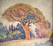 Pine Paul Signac